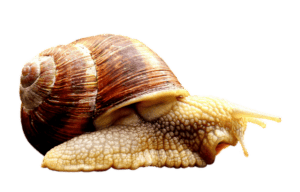 All About Snails 1 snail educatorsden