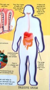 Inside the Human Body - Digestive System