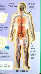 Inside the Human Body (Resource of the Week) 2 inside the human body image combination4