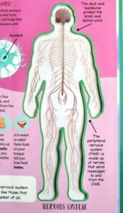 Indside the Human Body - Nervous System