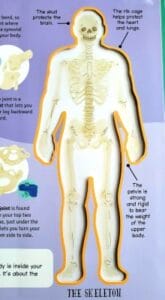 Inside the Human Body (Resource of the Week) 1 inside the human body skeleton