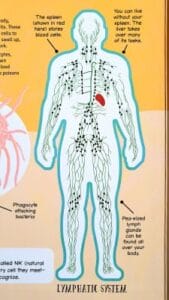 Inside the Human Body - The Lymphatic Sysyem