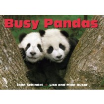 Busy Pandas-373