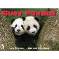 Busy Pandas-0