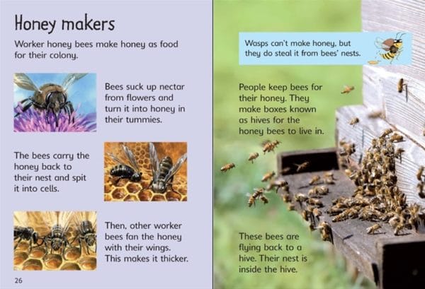 Bees & Wasps (Usborne Beginners) Hardcover - Internal Image 3