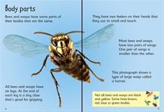Bees & Wasps (Usborne Beginners) Hardcover - Internal Image 1