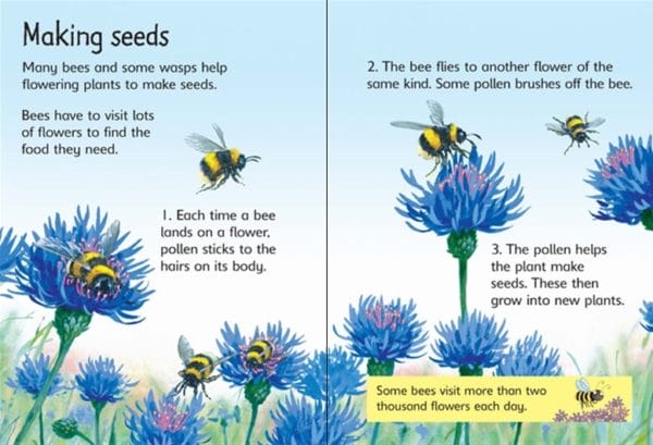 Bees & Wasps (Usborne Beginners) Hardcover - Internal Image 1